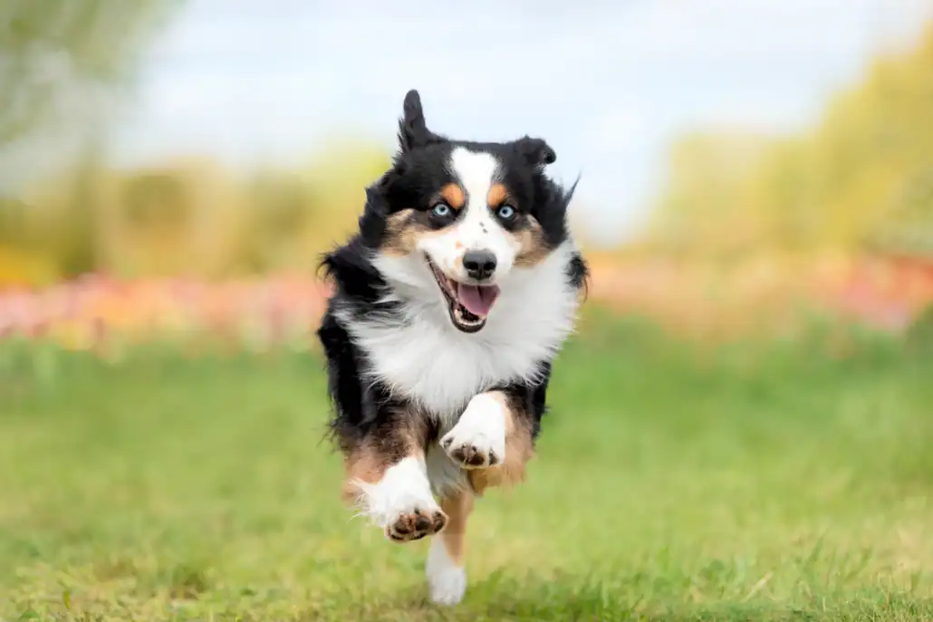 border collie