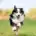 border collie