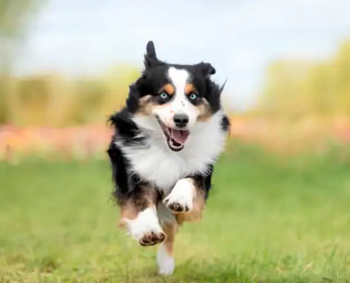 border collie