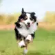 border collie