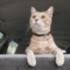cat back seat