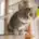 cat playing