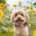 dog in sunflowers