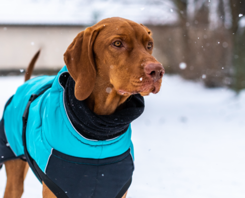 specific dog and cat tips for winter