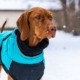 specific dog and cat tips for winter