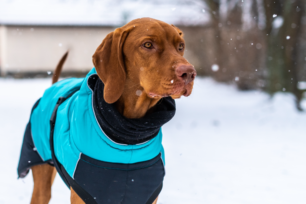 specific dog and cat tips for winter