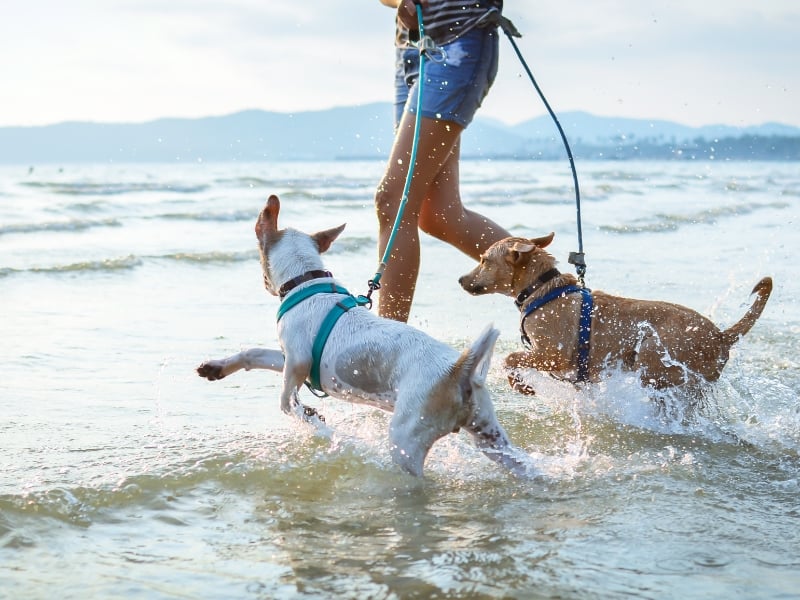 dogs at beach