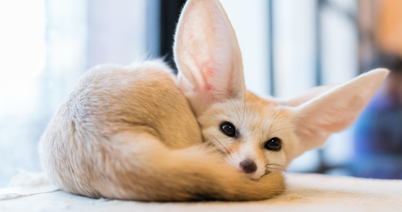 fennec fox