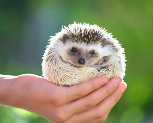 hedgehog is an unusual pet