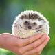 hedgehog is an unusual pet