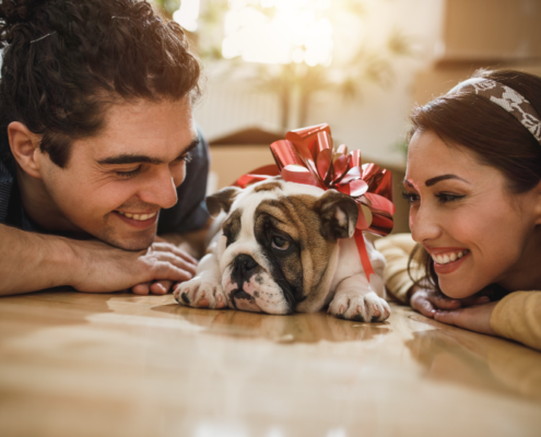 welcoming a new dog