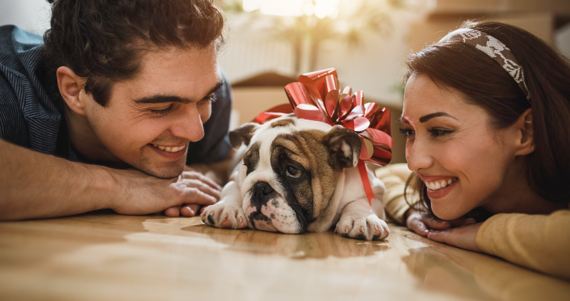 welcoming a new dog