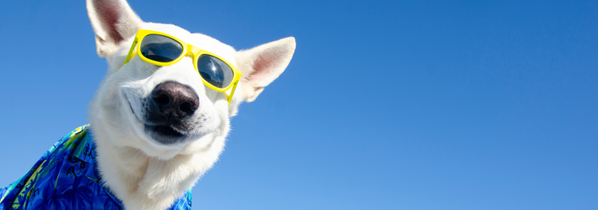 Summer Fun and Safety for your pet
