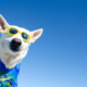 Summer Fun and Safety for your pet